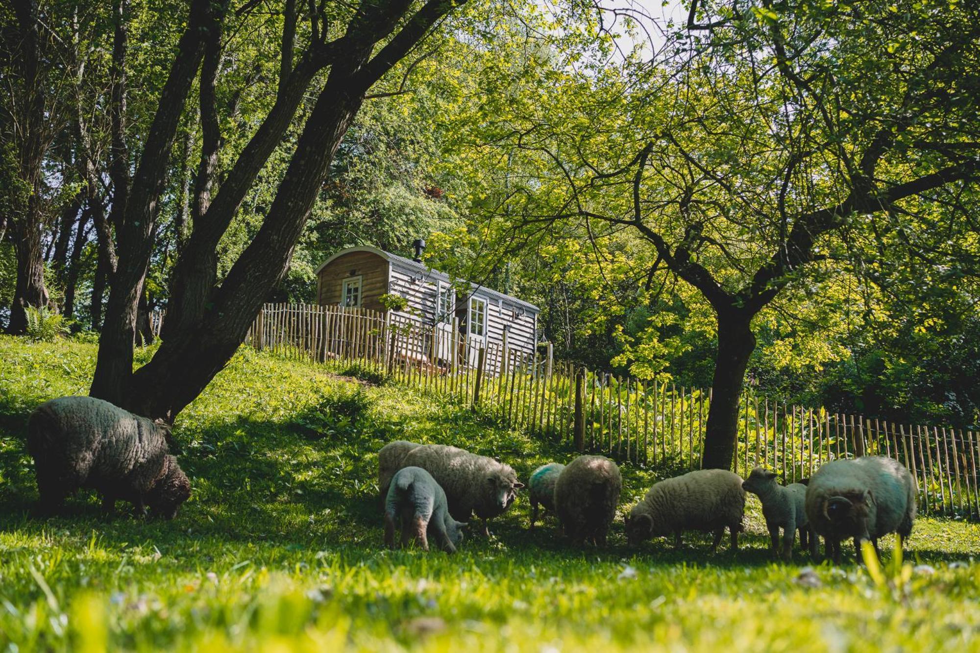 Somerset Shepherds Huts Winsham エクステリア 写真
